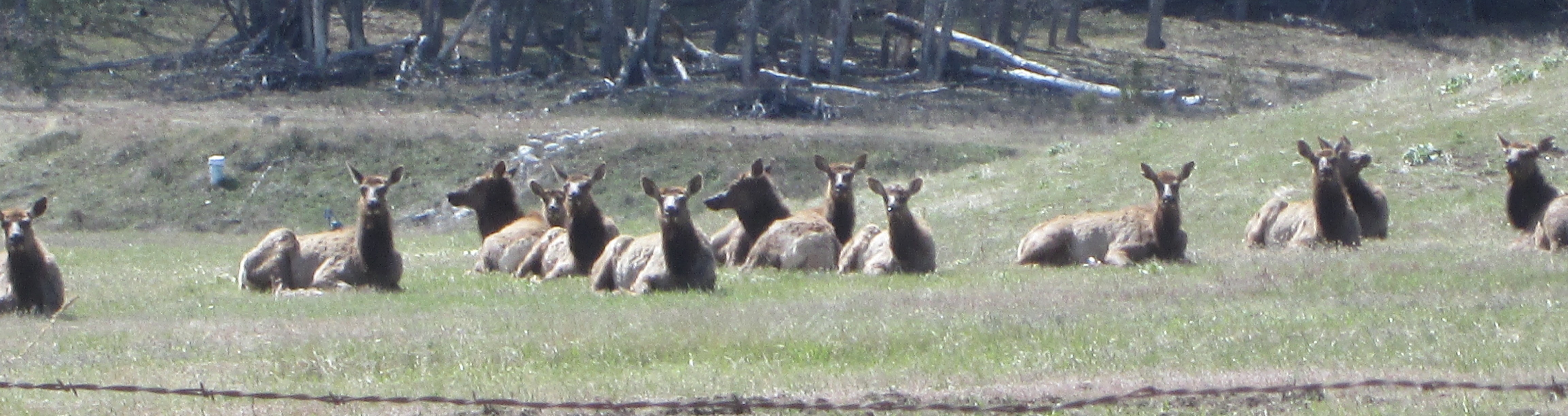 Elk Herd in the Bitter Root