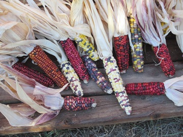 Fall at Oasis Montana solar electric supply and design