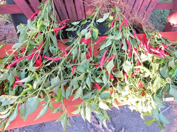 Fall at Oasis Montana Solar Energy Supply and Design