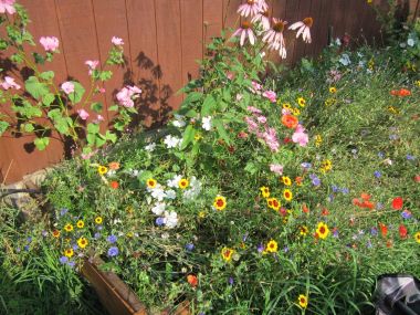 Summer at Oasis Montana Solar Energy Supply and Design