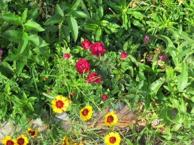 Summer at Oasis Montana solar electric supply and design