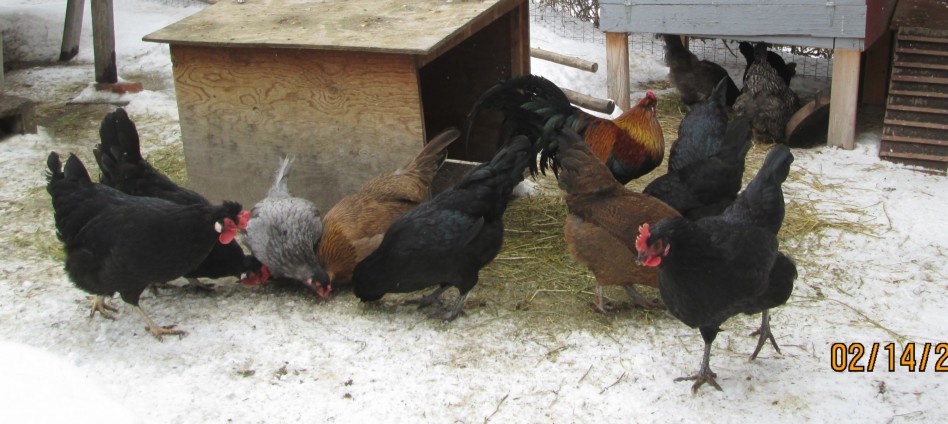 Organic Chickens at Oasis Montana