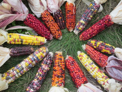 Indian Corn at Oasis Montana Residential Solar Design & Supply