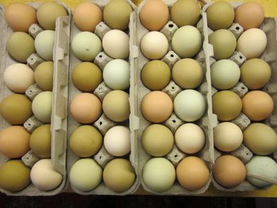 Multi colored eggs at the home office of Oasis Montana residetial solar design and supply